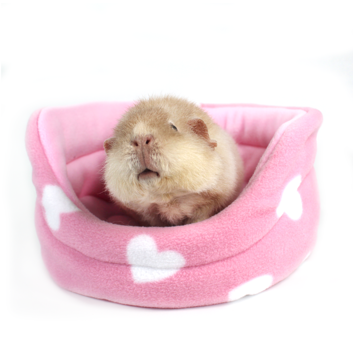 Valentines Day Guinea Pig Accessory Bundle