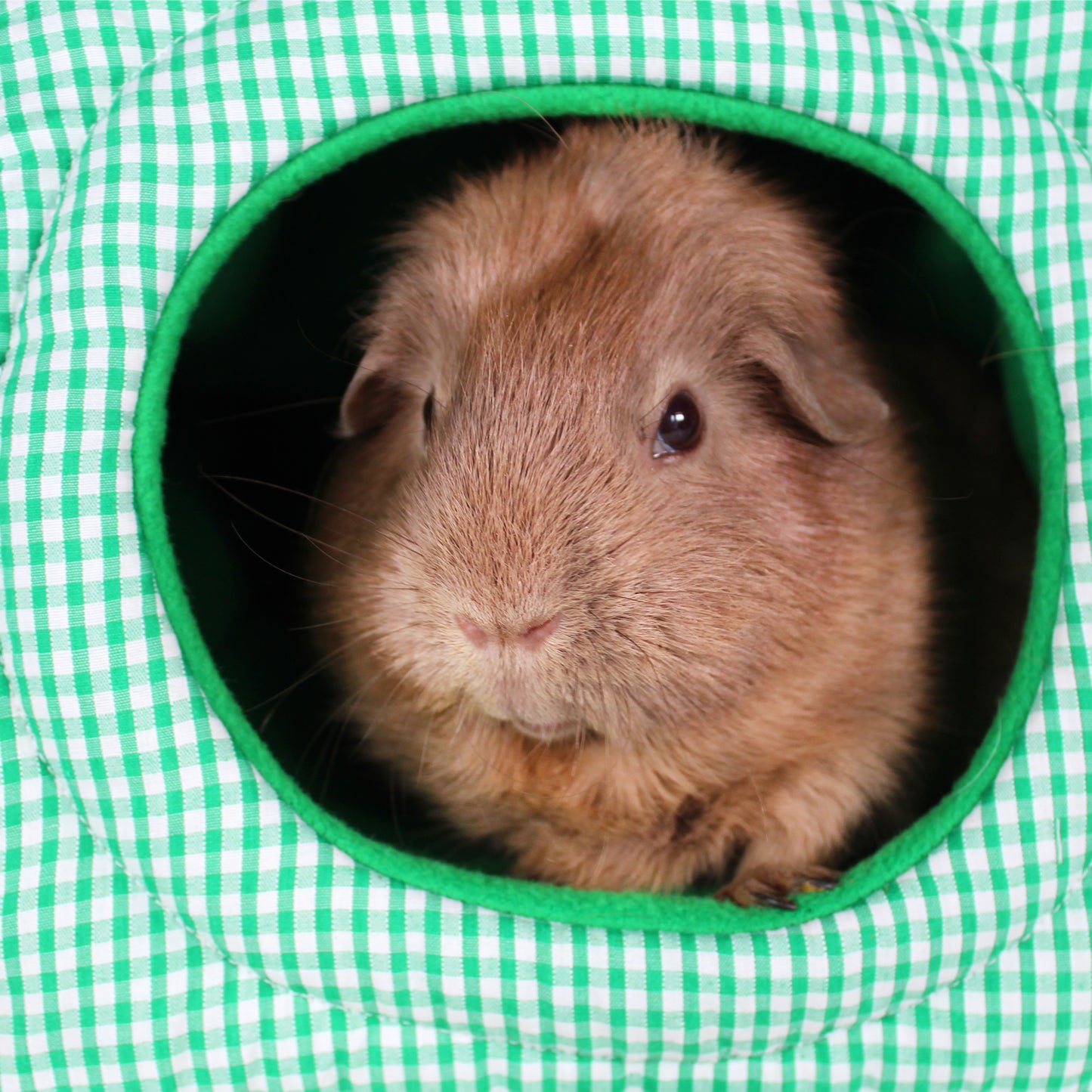 Green Gingham Guinea Pig Hidey House, close up view of the entrace with guinea pig