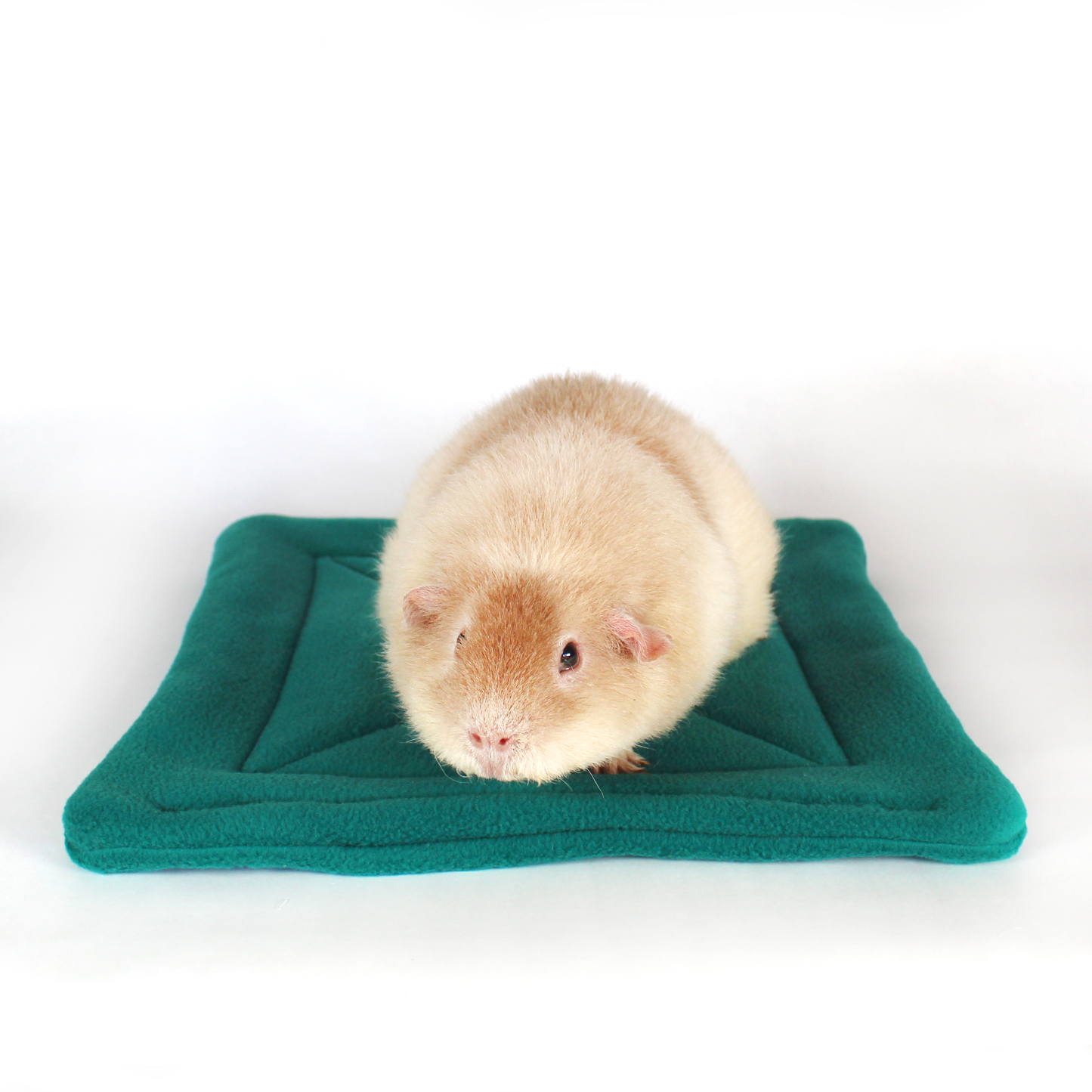 Large Square Teal Guinea Pig Pee Pad, front view of the pee pad with a guinea pig on top