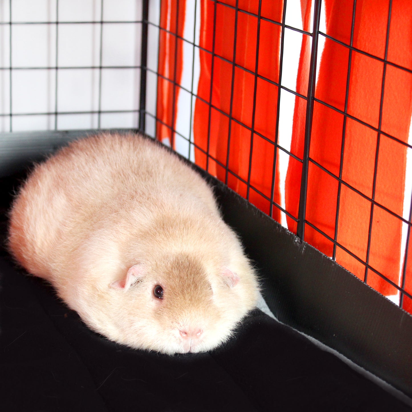 Orange and Black Large Fleece Forest, Happy Guinea Pig Sleeping under the fleece forest