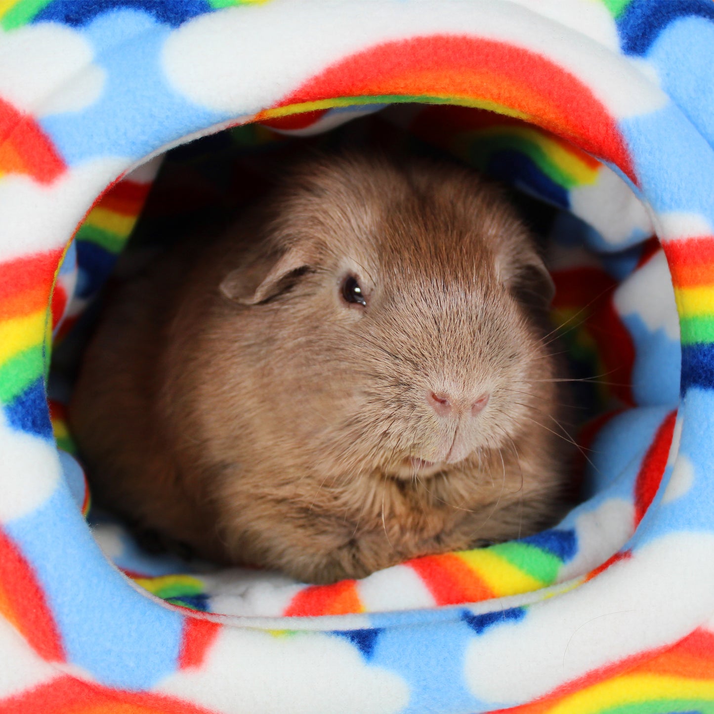 Rainbow Guinea Pig Accessory Bundle