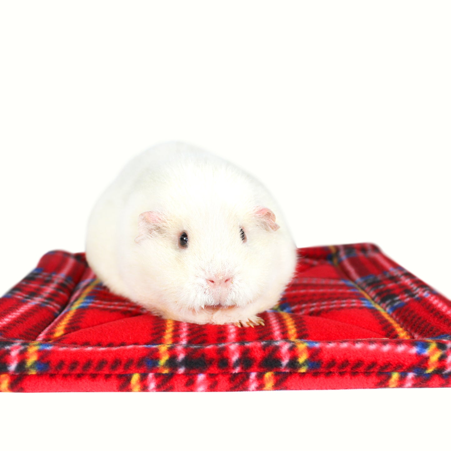 Large Red Tartan Guinea Pig Pee Pad, another front view with a guinea pig on the Large pee pad for guinea pigs