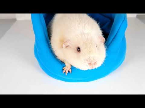Azure Blue Bed for Guinea Pigs, video showcase of the cuddle cup