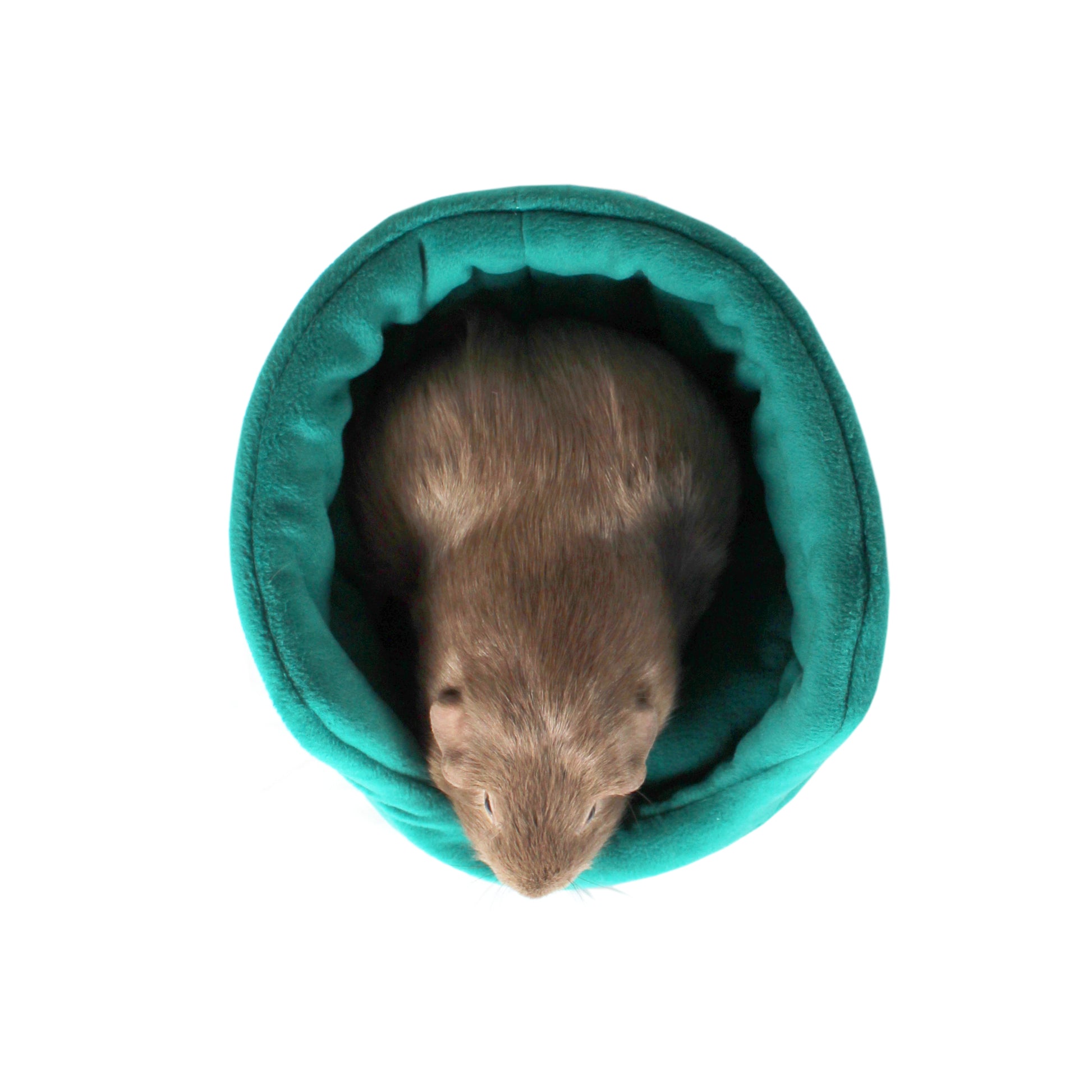 Teal Guinea Pig Cuddle Cup, Top view with guinea pig